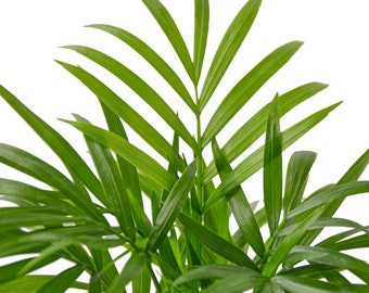 Neanthe Bella Palm