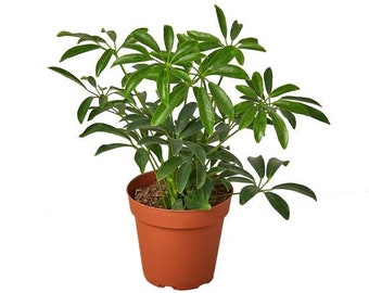 Schefflera Arboricola