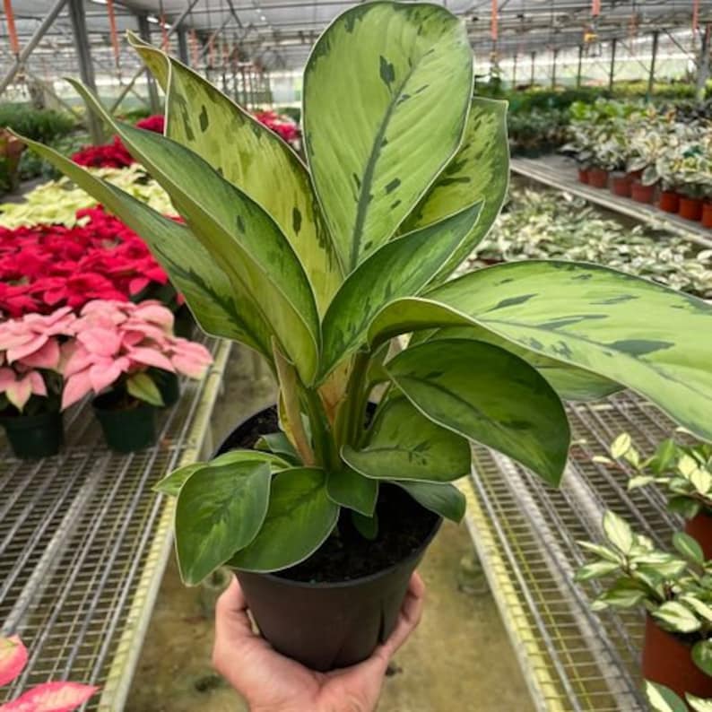 SDTROPICS Homalomena Selby - Thumbnail 2