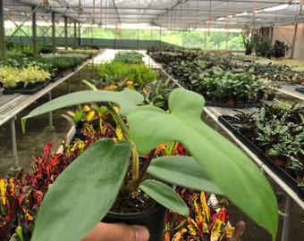Philodendron Florida Green