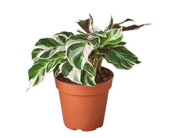 Calathea White Fusion