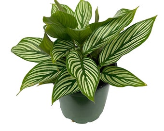 Calathea Vittata