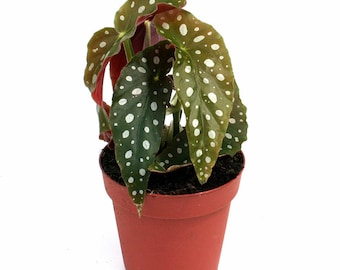 Begonia Maculata