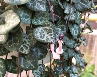 String of Hearts