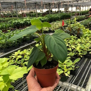 Philodendron &#39;Fuzzy Petiole&#39;