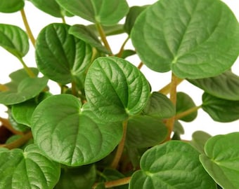 Peperomia Rana Verde