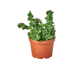 May include: A small potted plant with green, curly leaves in a brown plastic pot. The plant is a type of houseplant.