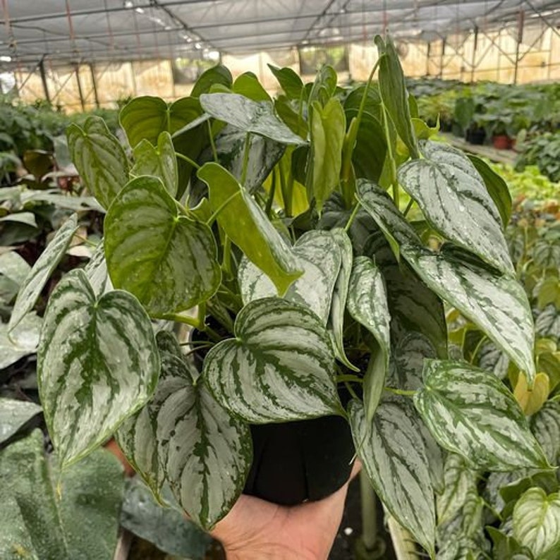 SDTROPICS Philodendron Brandi - Thumbnail 2