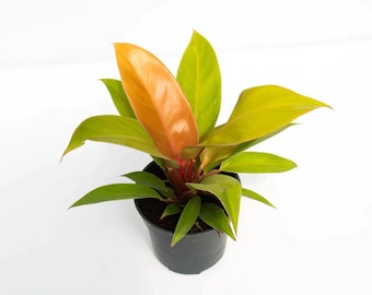 philodendrons micans Philodendron hederaceum 'Micans'
