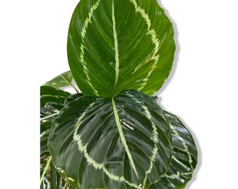 Calathea Roseopicta 'Green Goddess'