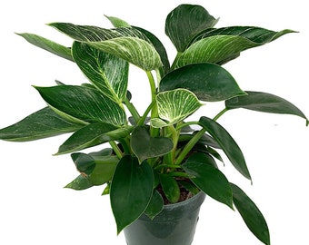 Philodendron 'Birkin'
