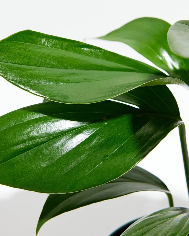SDTROPICS Rhaphidophora Decursiva - Thumbnail 2