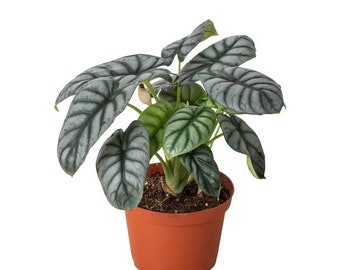 Alocasia Silver Dragon
