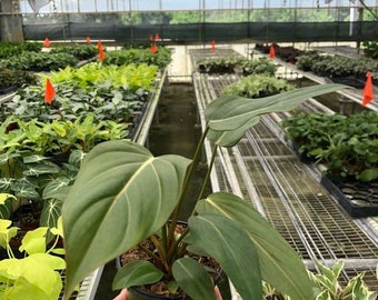 Philodendron 'Summer Glory'
