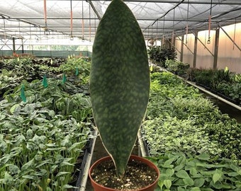 Sansevieria Whale Fin