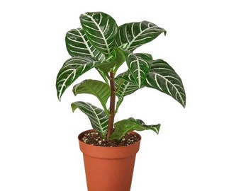 Aphelandra Squarrosa