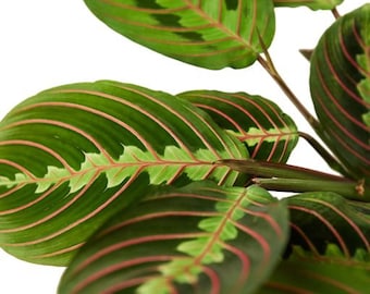 Maranta Red