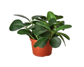 Hoya Obovata