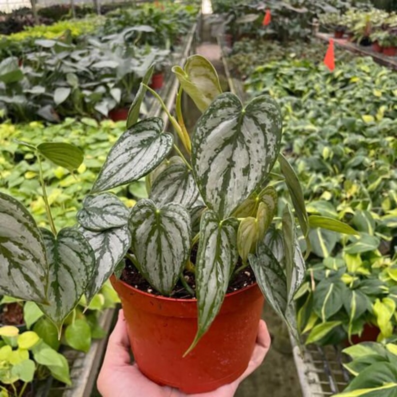 SDTROPICS Philodendron Brandi