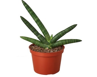Sansevieria 'Starfish'