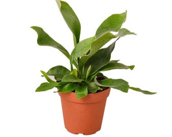 Platycerium Willinckii 'thousands of Arrows Fired' Staghorn Fern