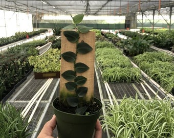 Rhaphidophora Hayi