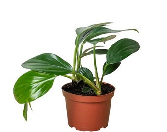 Rhaphidophora Decursiva