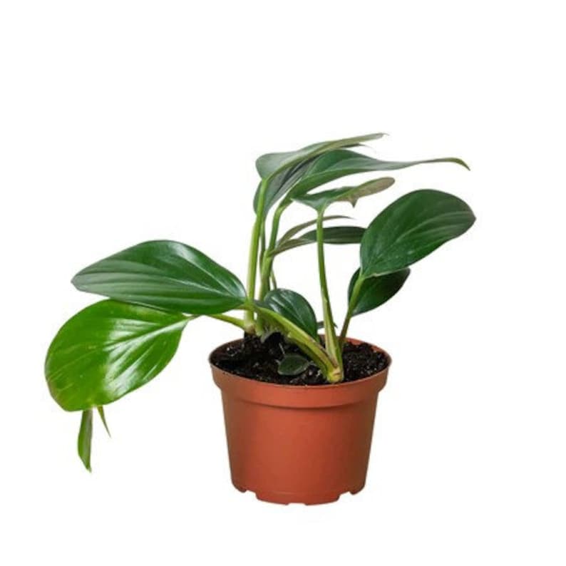 SDTROPICS Rhaphidophora Decursiva - Thumbnail 3