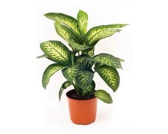 Dieffenbachia Amoena 'Tropic Snow'