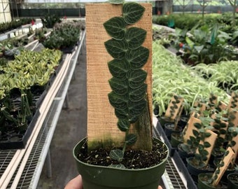 Rhaphidophora Cryptantha unrooted 4-6 Cutting - Etsy