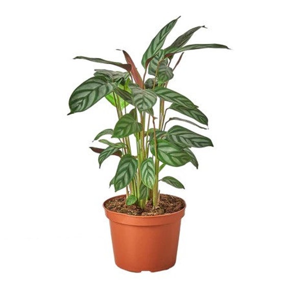 Calathea Setosa - Etsy