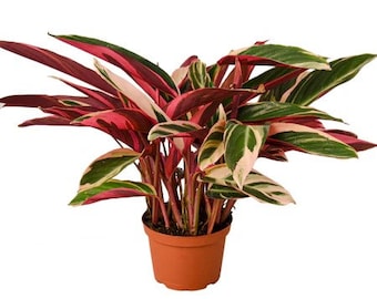 Stromanthe Triostar
