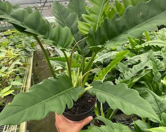 Philodendron 'Jungle Boogie'