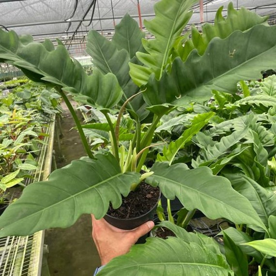 Philodendron 'Jungle Boogie'