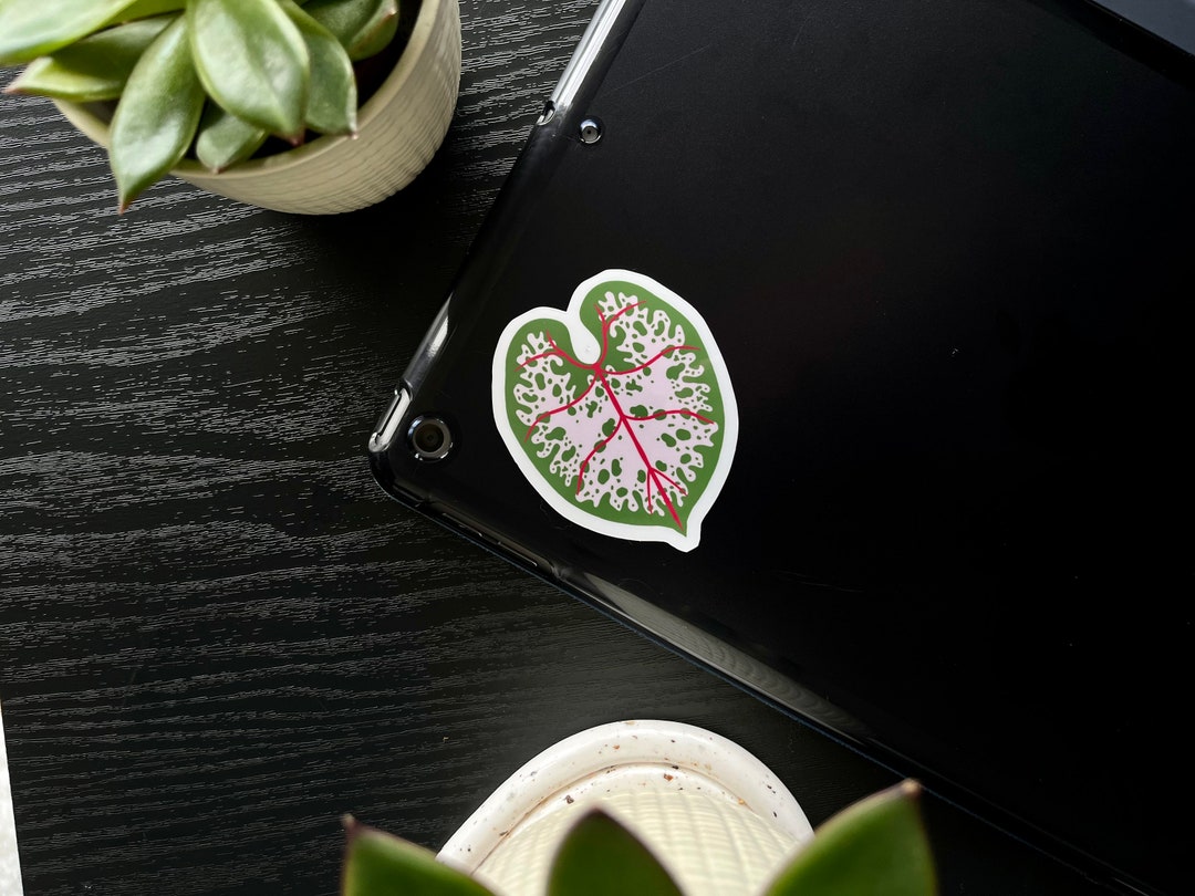 Pink-leaved Caladium Sticker | Waterproof Scratchproof Nature Design ...