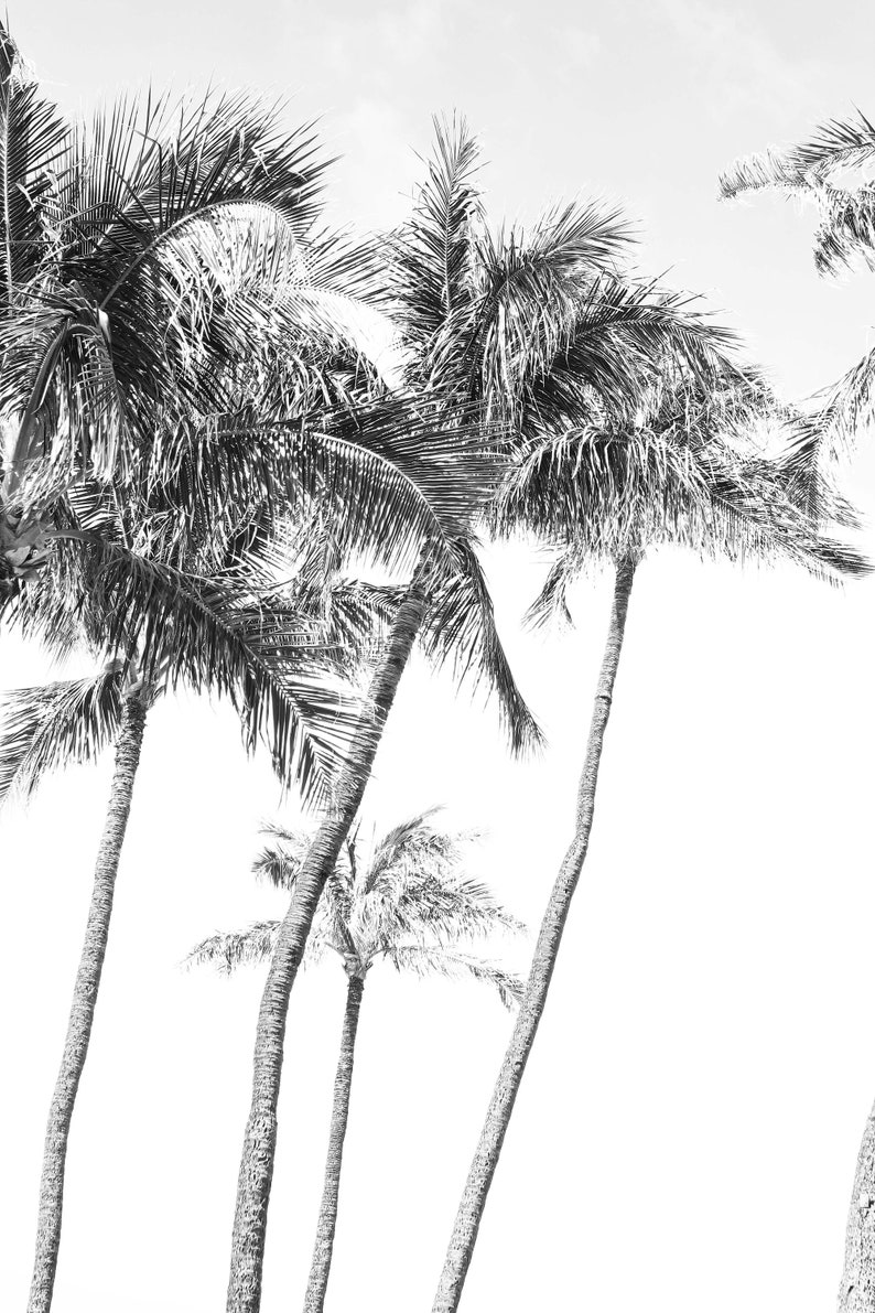 Palm Trees in Maui, Hawaii Black and White Photography Etsy