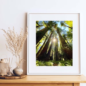 Redwood Forest, California Photography, nature, bohemian style prints, digital