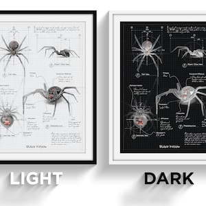 Może przedstawiać: Czarno-biała ilustracja czarnej wdowy z czerwonymi oznaczeniami. Pająk jest pokazany z różnych perspektyw, w tym z góry, z boku i od spodu. Ilustracja znajduje się na tle kratki z ręcznie pisanym tekstem o anatomii pająka.