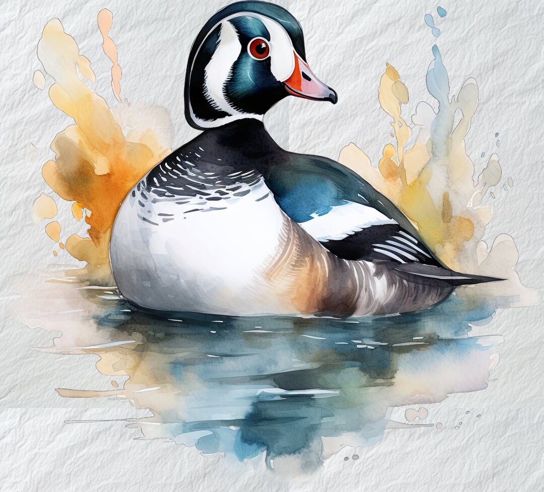 Harlequin Duck on White Background PNG Watercolor Clipart, Beautiful ...