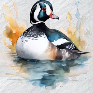 Anatra Arlecchino su sfondo bianco PNG Acquerello Clipart, Bellissimo uccello Clipart, Anatra Arlecchino in acquerello, Sfondo bianco, Download
