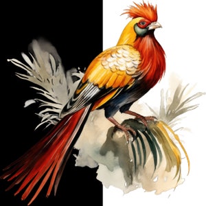 Faisan doré fond blanc aquarelle PNG Clipart, clipart oiseau fond blanc, faisan doré, oeuvre d'art PNG aquarelle