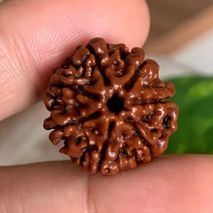 7-Face Nepali Rudraksha For Wealth Authentic X-ray Certified 21mm - Sacred Spiritual Jewelry