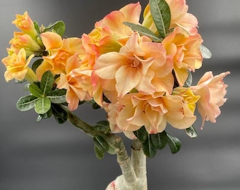 Desert rose Gold blossom starter plant (ALL plants require you to purchase ANY 2 plants!)