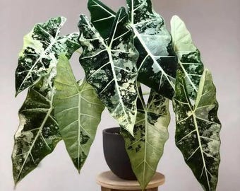 May include: An Alocasia Frydek variegated plant with large, heart-shaped leaves featuring deep green and creamy white mottled patterns. The plant has prominent white veins and is potted in a dark gray container resting on a light wooden stool.