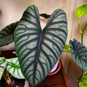 Alocasia Nebula Variegated - Etsy