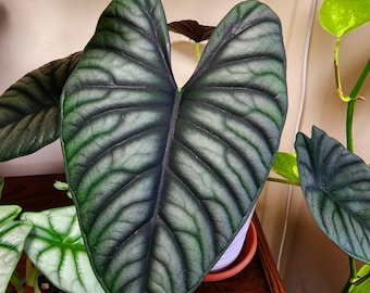 Alocasia Nebula starter plant (ALL plants require you to purchase ANY 2 plants!)