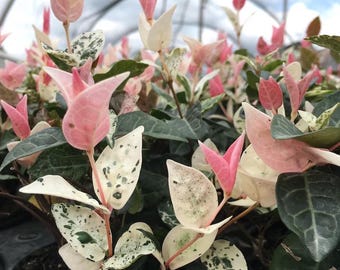 May include: A potted plant featuring variegated foliage with a mix of dark green, creamy white, and vibrant pink leaves. The plant has pointed, ovate leaves with speckled patterns and solid pink tips, growing in a dense cluster within a black plastic pot.