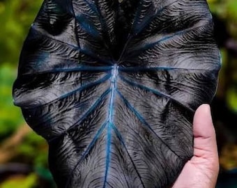 Colocasia escuelenta black magic starter plant (ALL plants require you to purchase ANY 2 plants!)