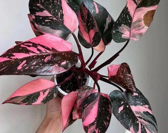 Philodendron Black cherry princess starter plant (ALL plants require you to purchase ANY 2 plants!)