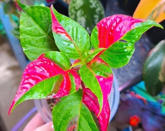 May include: A small plant with variegated leaves featuring a vibrant combination of bright green and deep magenta pink. The pointed, glossy foliage displays irregular patterns of color across the surface, with some leaves showing dark brown spots.